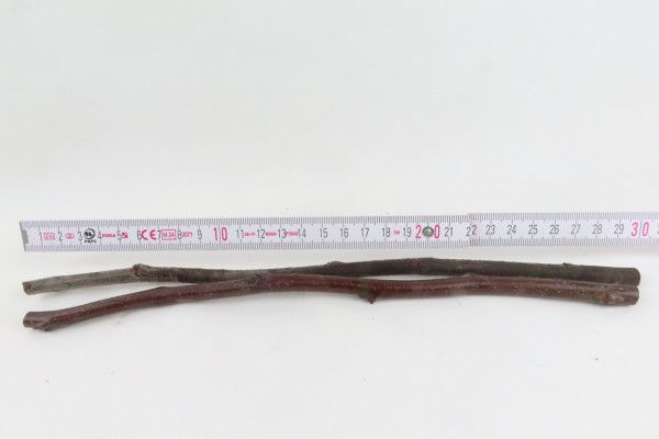 Edelreiser, Apfel Graue Herbstrenette, 25 cm lang, 2 Stück, selbst veredeln,