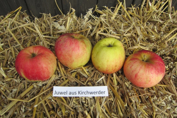Apfel 'Juwel aus Kirchwerder' Hochst.