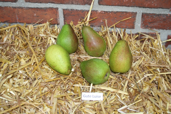 Birne 'Gute Luise' Hochst.