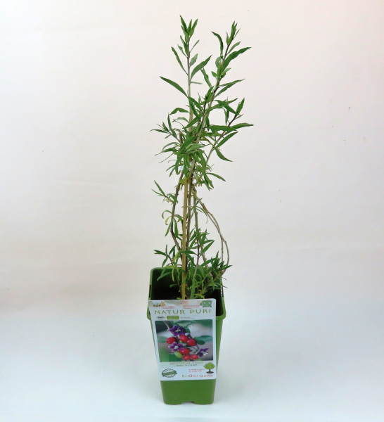 Gojibeere 'Sweet Success ®'