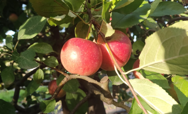 Apfel 'Ecolette' (S) M9/Co