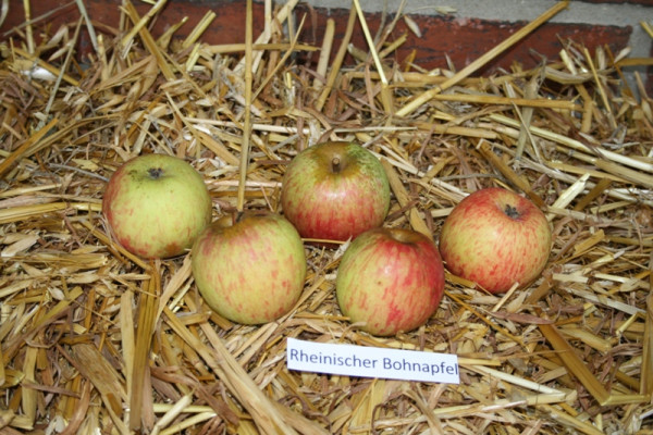 Apfel 'Rheinischer Bohnapfel' Hochst.