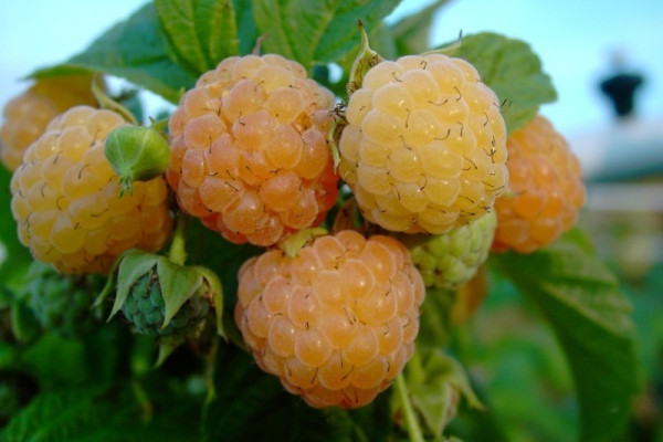Himbeere 'Fallgold'