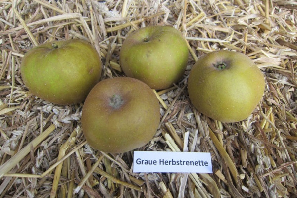 Apfel 'Graue Herbstrenette' Hochst.