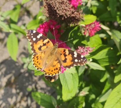Schmetterling