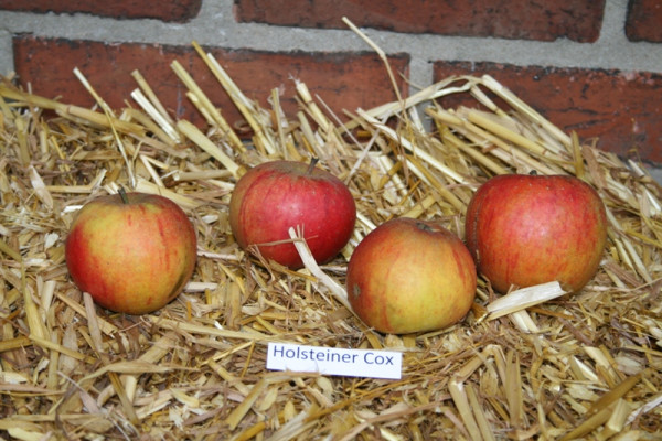 Apfel 'Holsteiner Cox' Hochst.