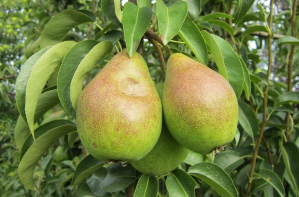 Birne 'Köstliche aus Charneux'