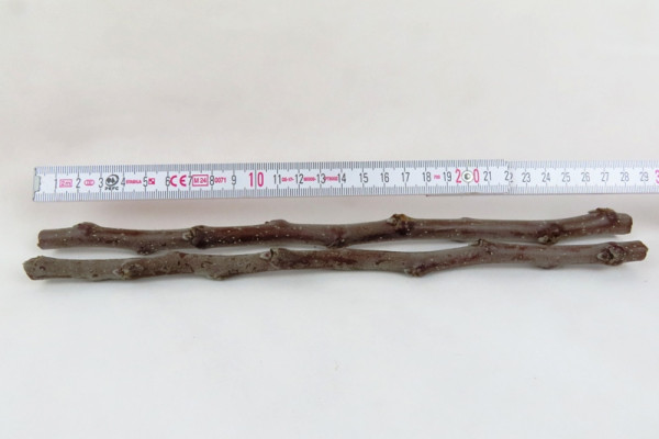 Edelreiser, Apfel Schöner von Boskoop, 25 cm lang, 2 Stück, selbst veredeln