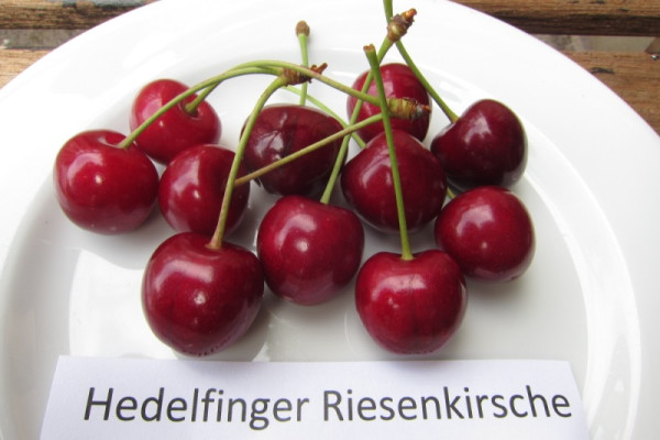 Süßkirsche 'Hedelfinger Riesenk.' Hochst.