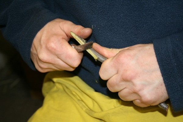 Edelreiser, Portugieser Birnenquitte, ca. 25 cm lang, 2 Stk., selbst veredeln