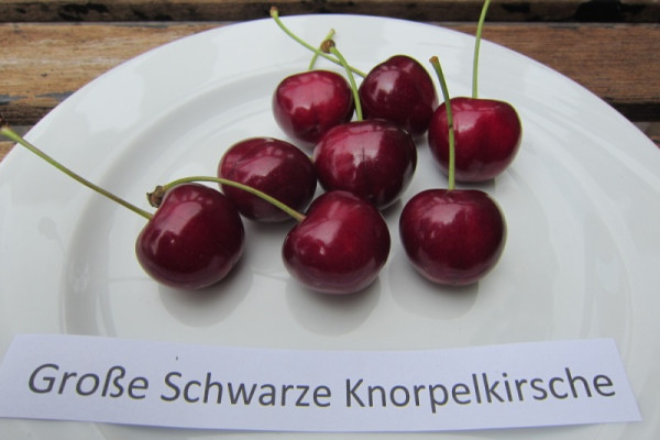 Süßkirsche 'Gr. Schw. Knorpelkirsche' Hochst.