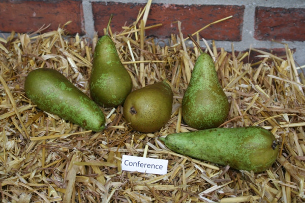 Birne 'Conference' Hochst.